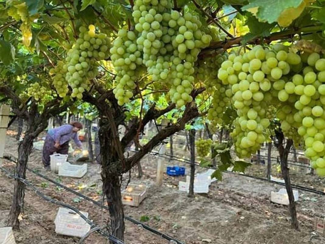 O kentte üzüm bereketi yaşanıyor: Hedef 250 bin ton! Avrupa ve Körfez ülkelerine gönderiliyor 8